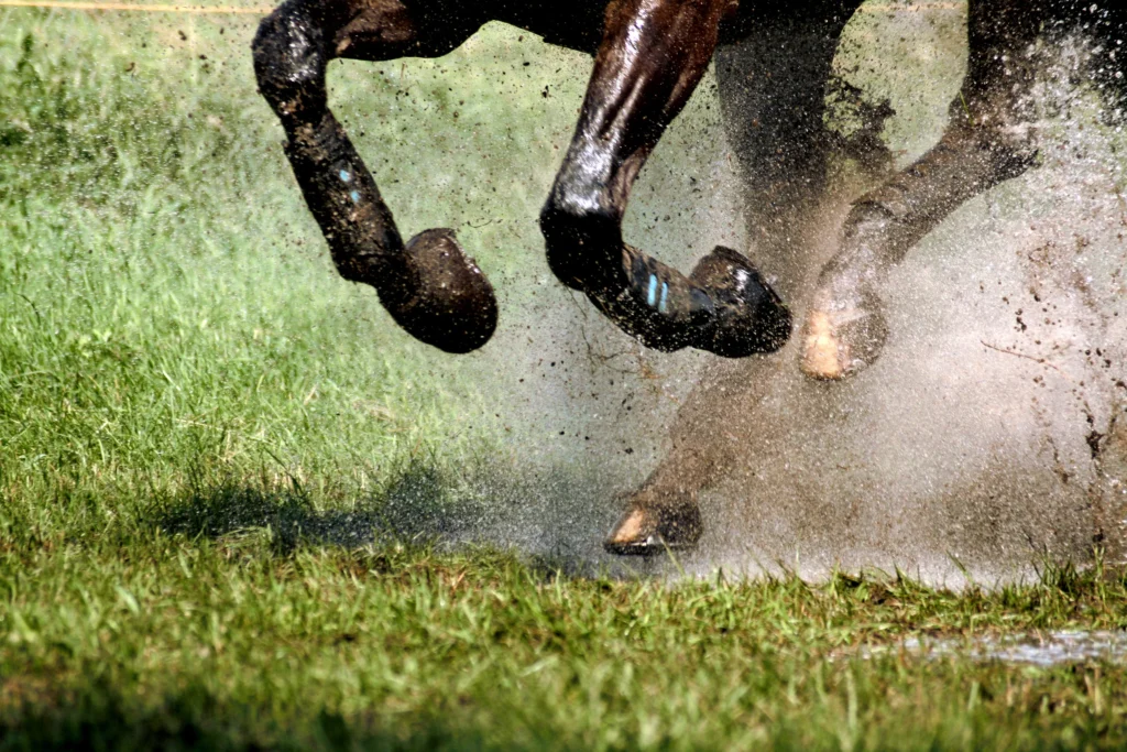 How to Have the Endurance to Feed Your Endurance Horse HYGAIN Horse Feeds & Supplements