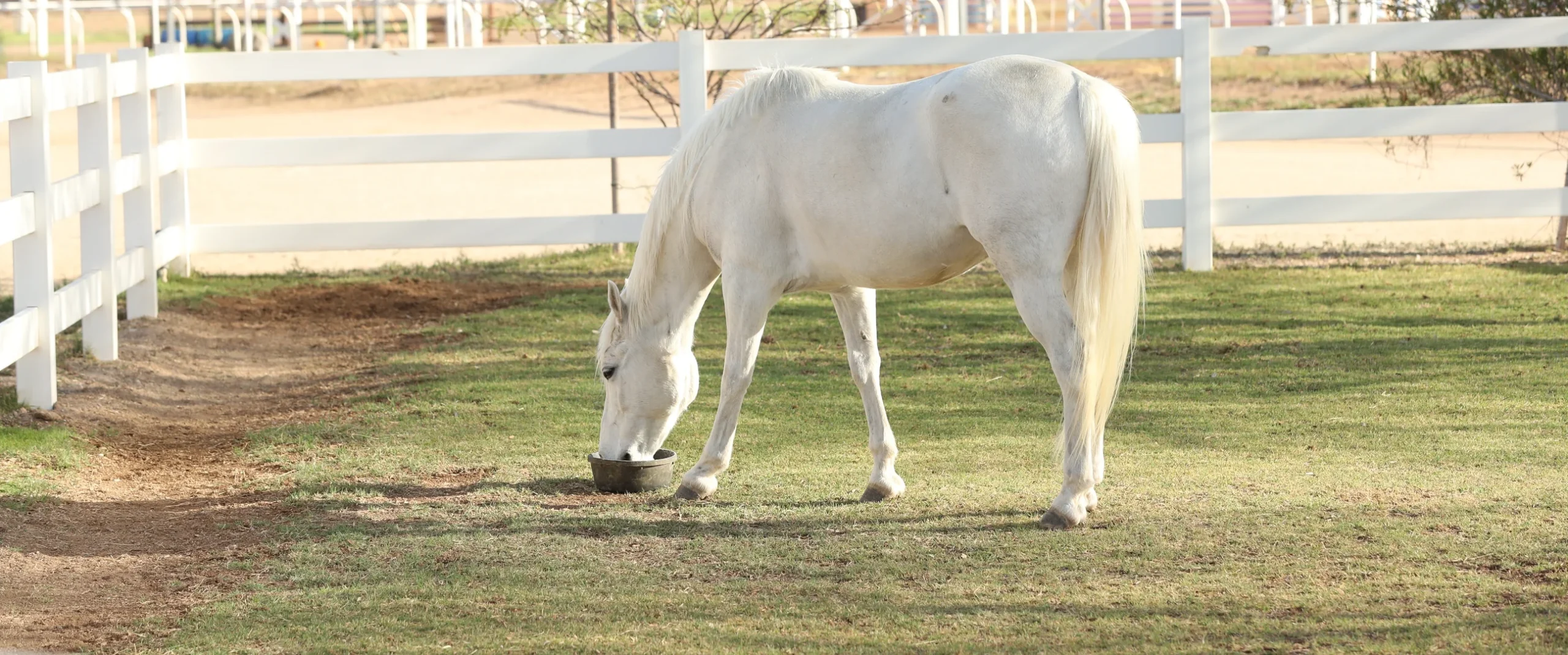 White horse in pasture eating from a bucket