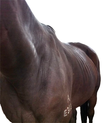 Thin horse